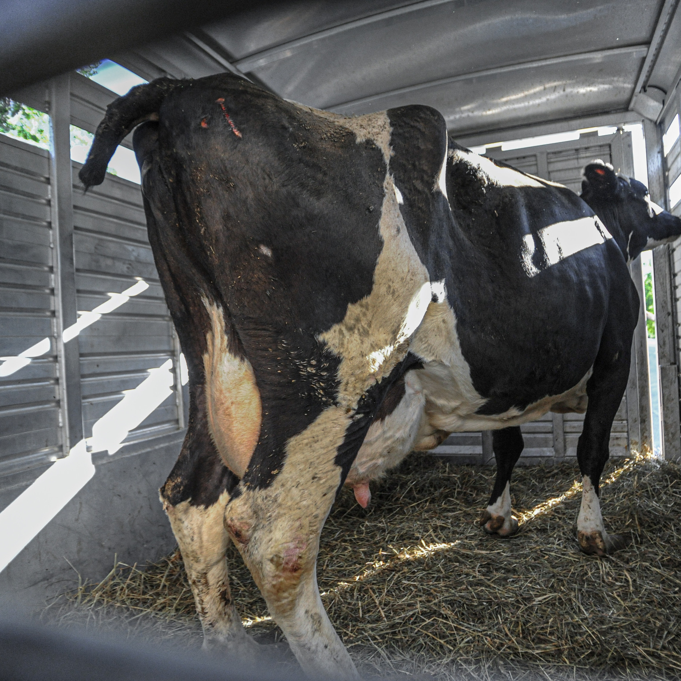 Cattle with docked tail