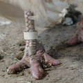 Turkey with an amputated toes Turkey with an amputated toes