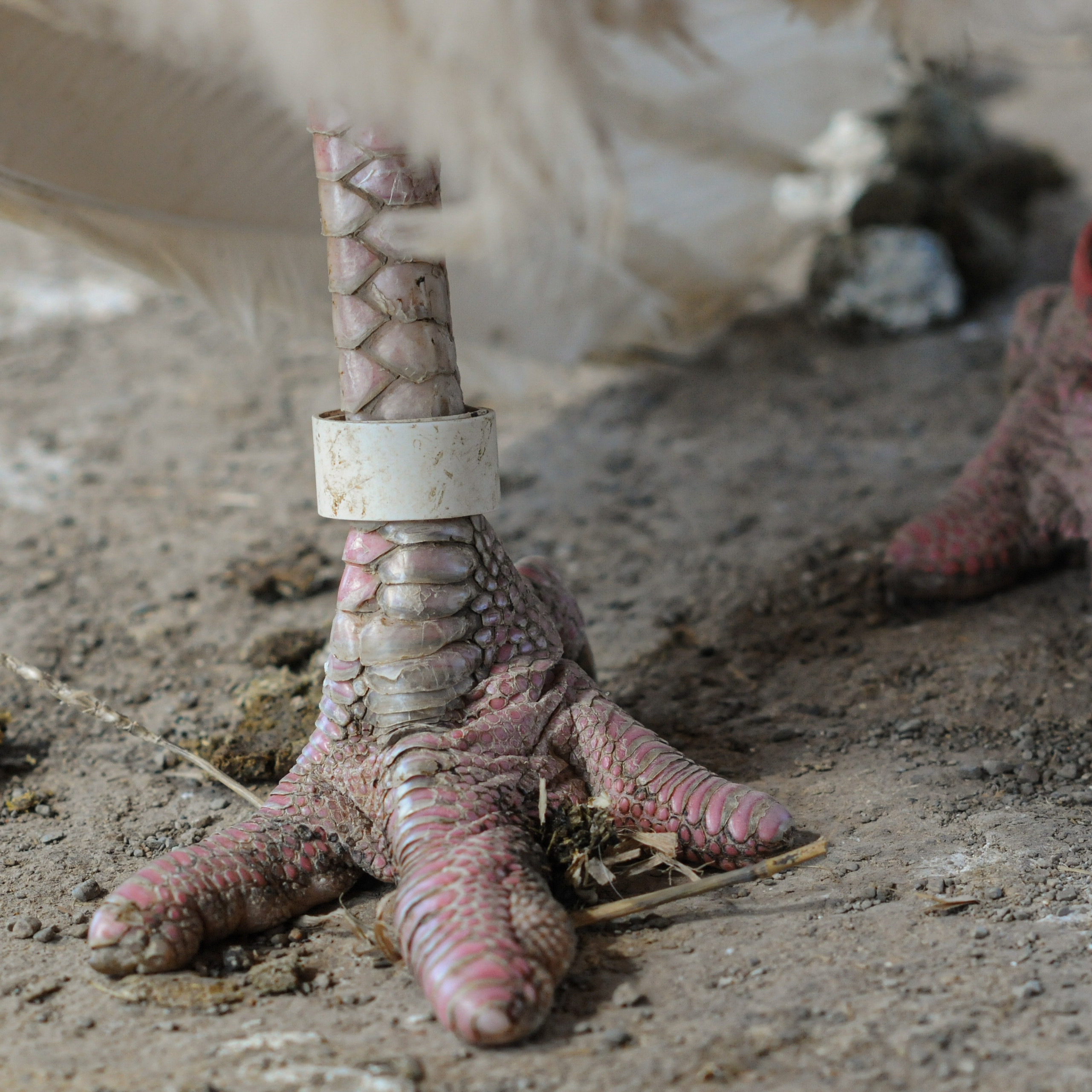 Turkey with an amputated toes