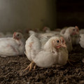 Broiler chicken Broiler chicken