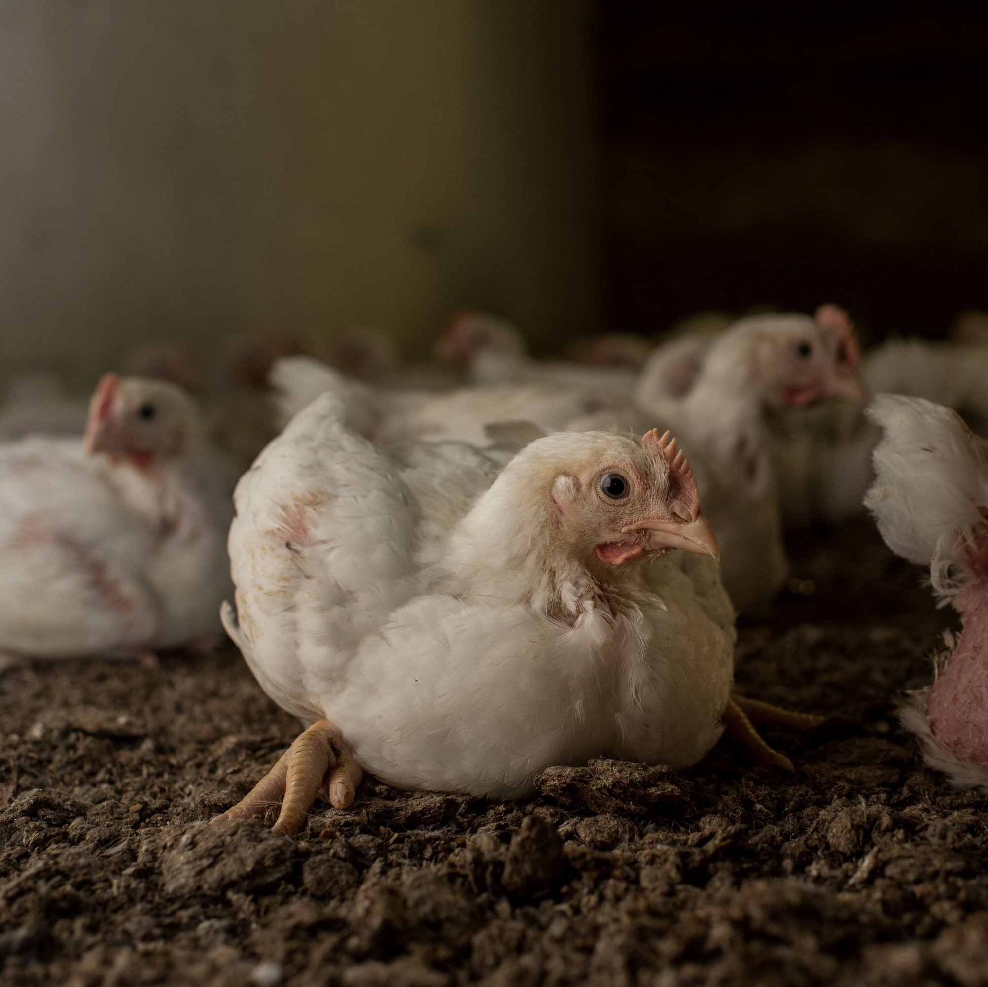 Broiler chicken Broiler chicken