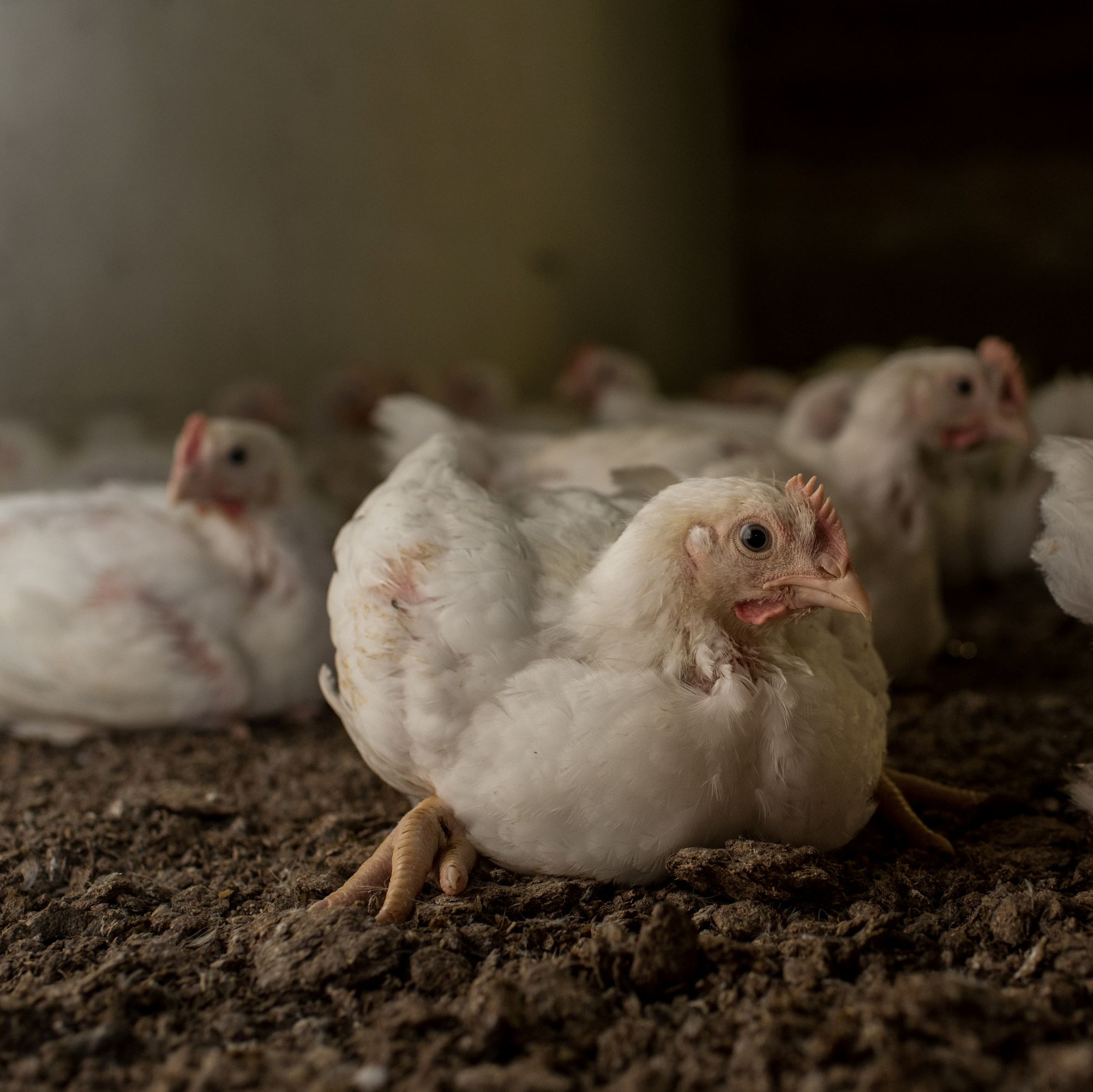 Broiler chicken Broiler chicken