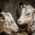 Dehorned calves