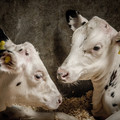 Dehorned calves