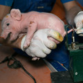 Tail docking of a piglet Tail docking of a piglet