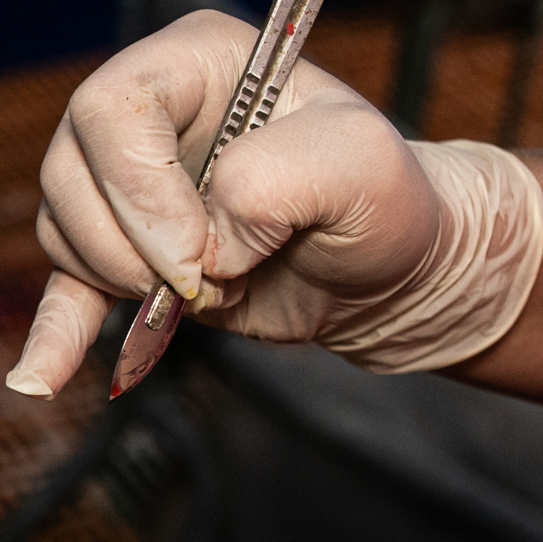 Scapel used for castration