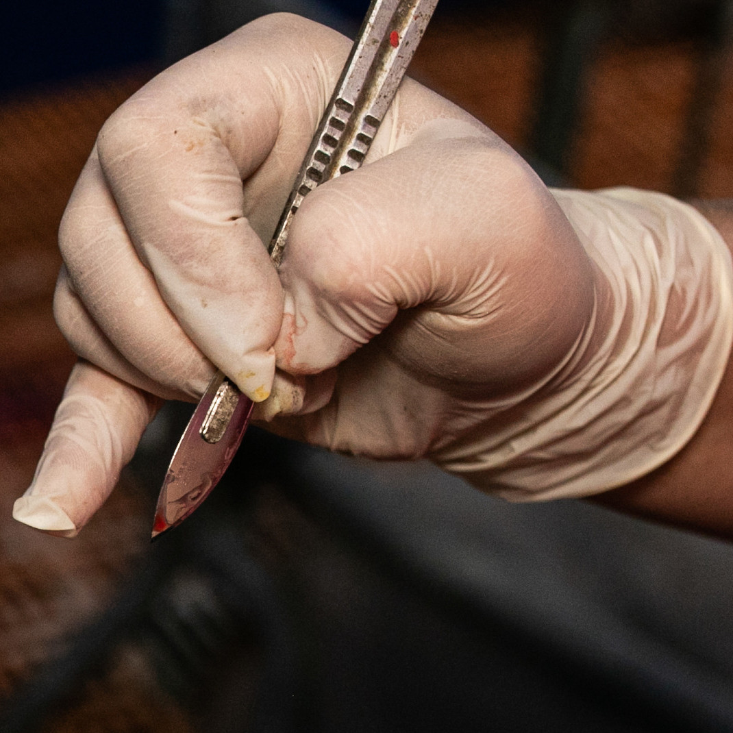 Scapel used for castration