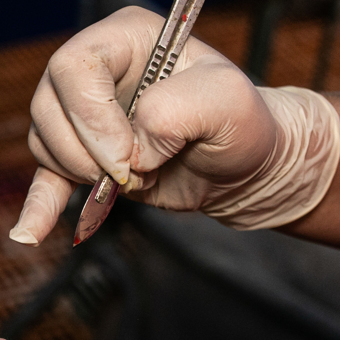 Scapel used for castration