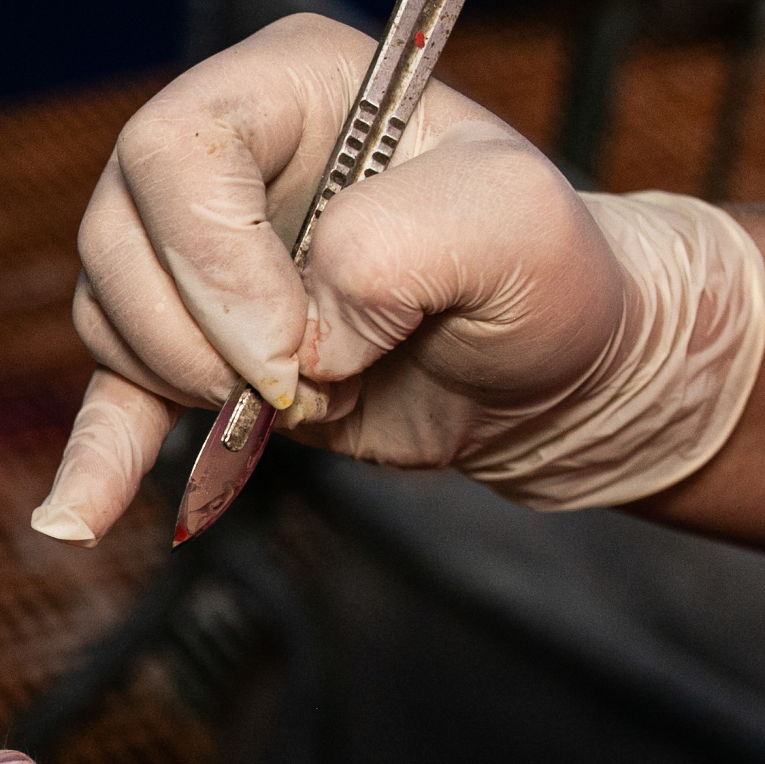Scapel used for castration