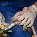 Teeth grinding of piglet Teeth grinding of piglet