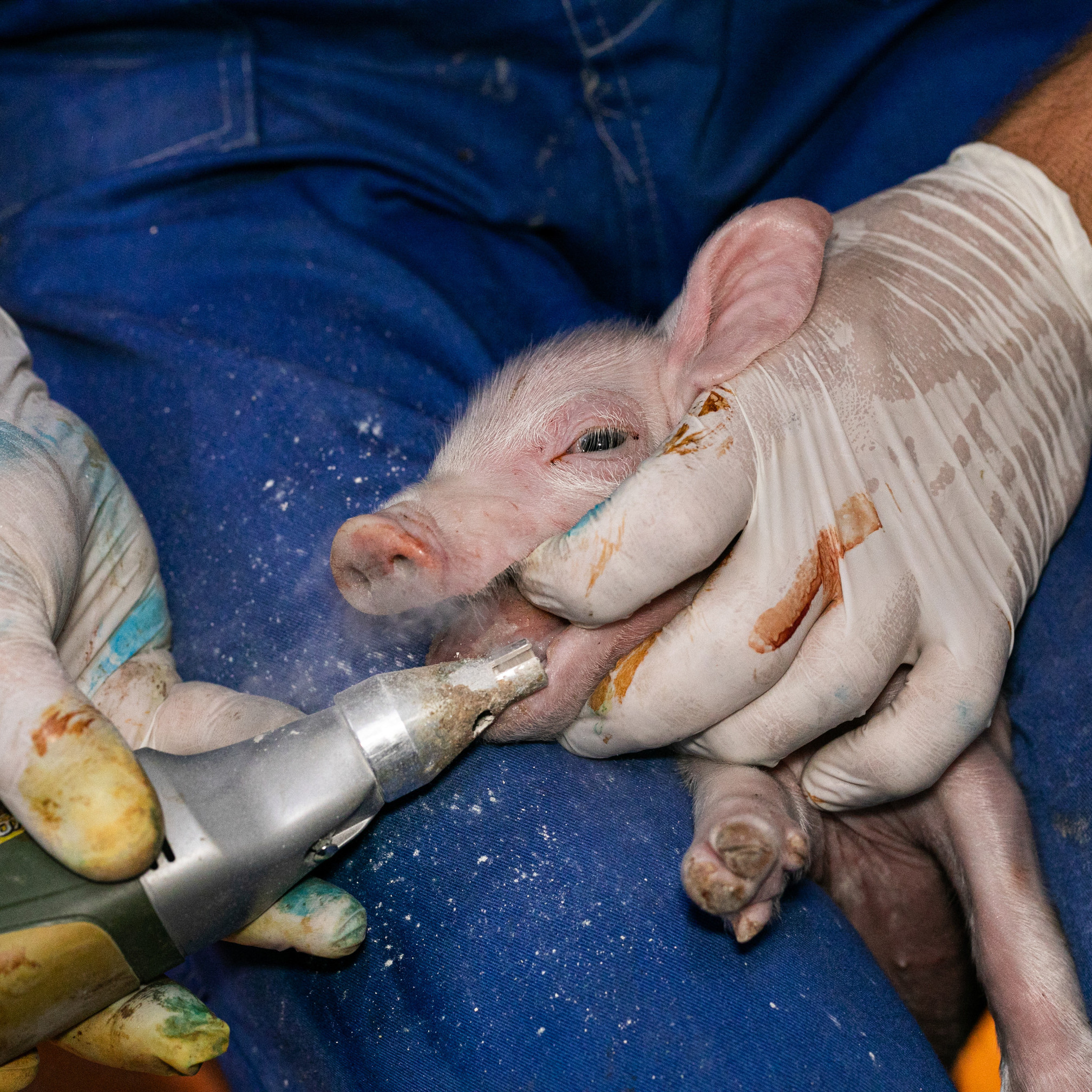 Teeth grinding of piglet