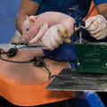 Tail docking of a piglet Tail docking of a piglet