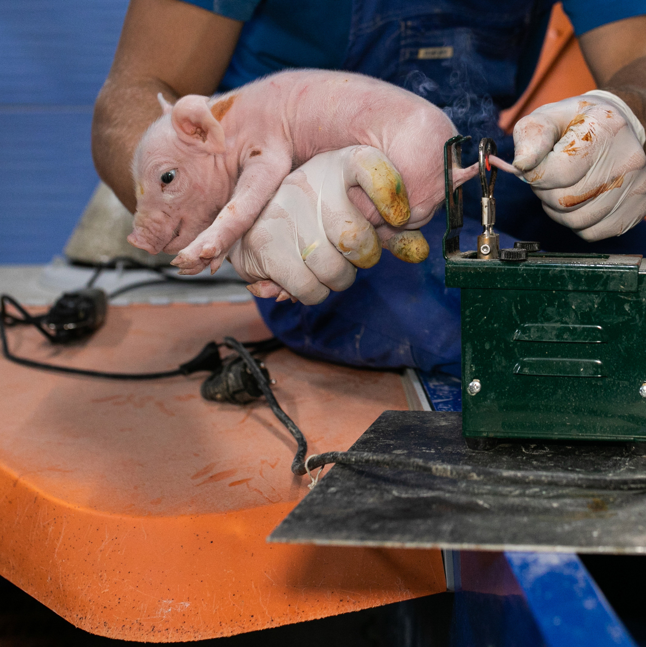Tail docking of a piglet