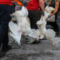 Bad handling of turkeys Bad handling of turkeys