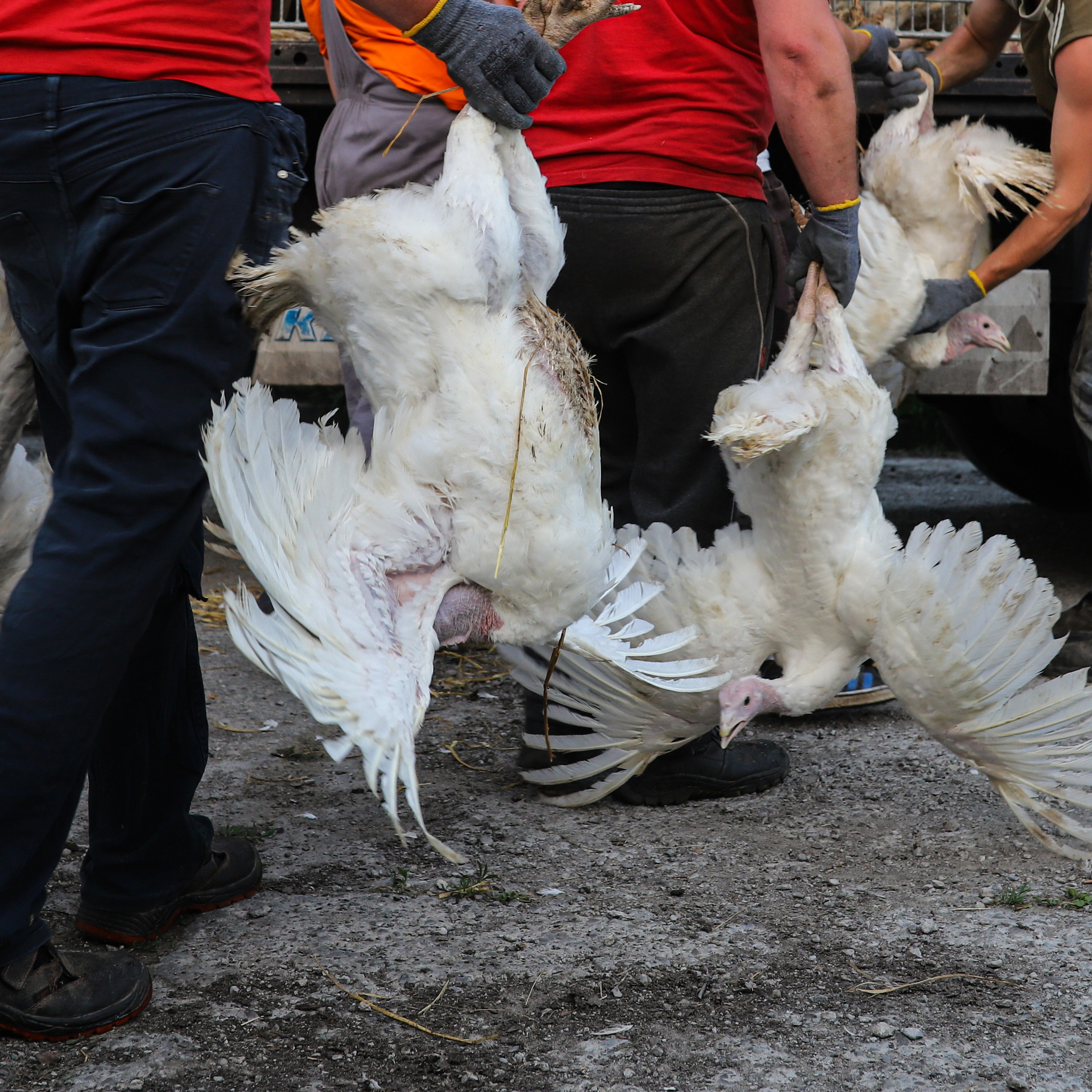 Bad handling of turkeys Bad handling of turkeys
