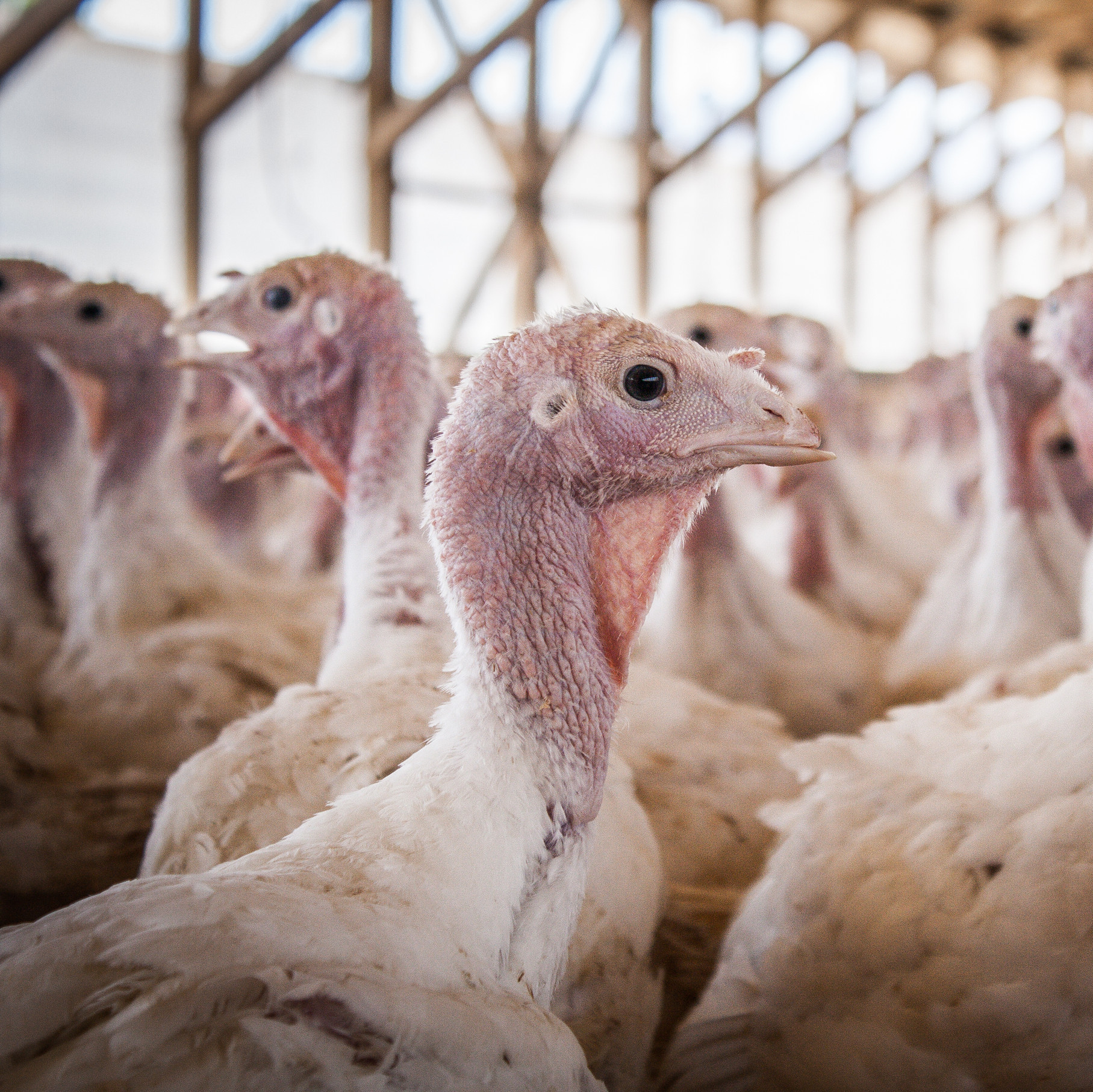 Turkeys with trimmed beaks