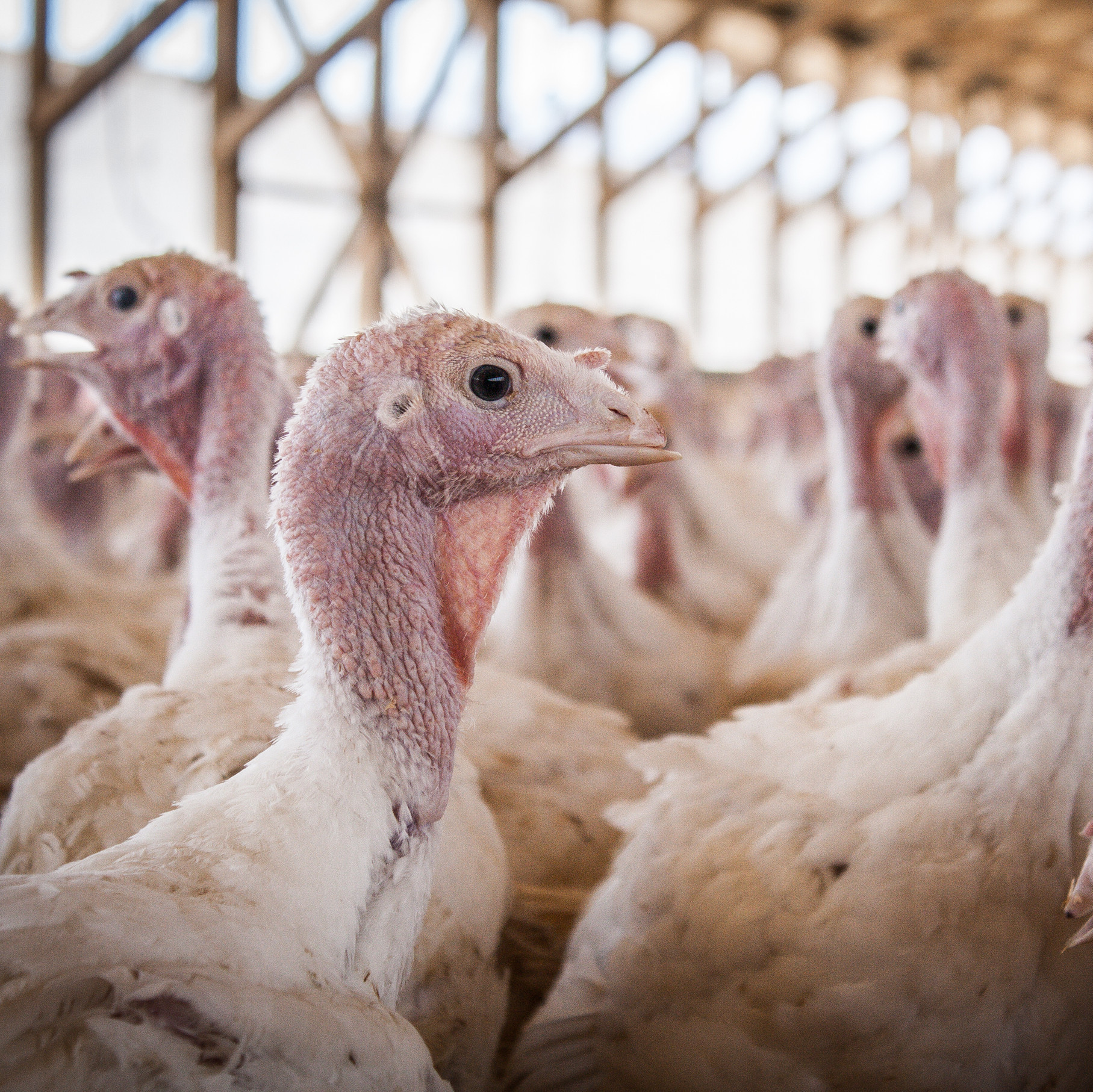 Turkeys with trimmed beaks