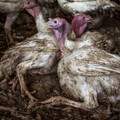 Turkey in crowded factory farm Turkey in crowded factory farm