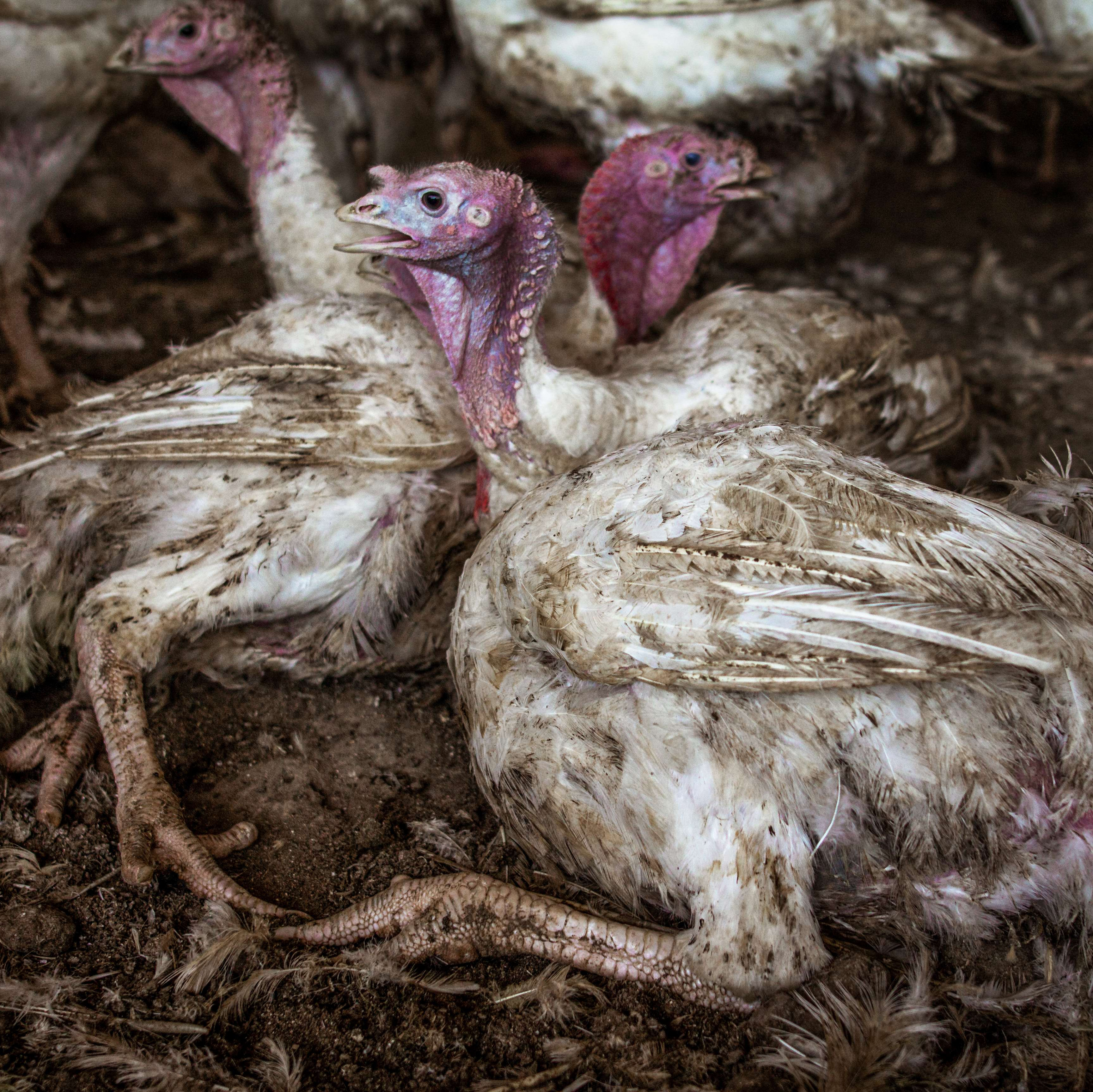 Turkeys in crowded factory farming Turkeys in crowded factory farming