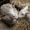 Sheep with lamb