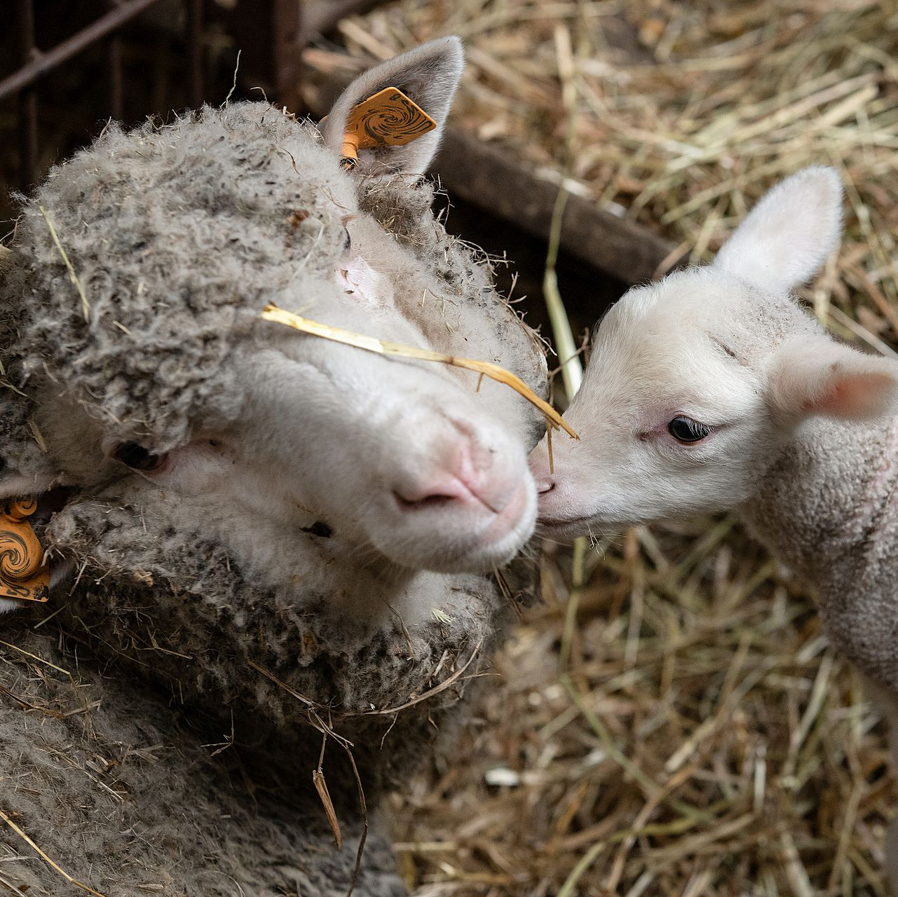 Sheep with lamb