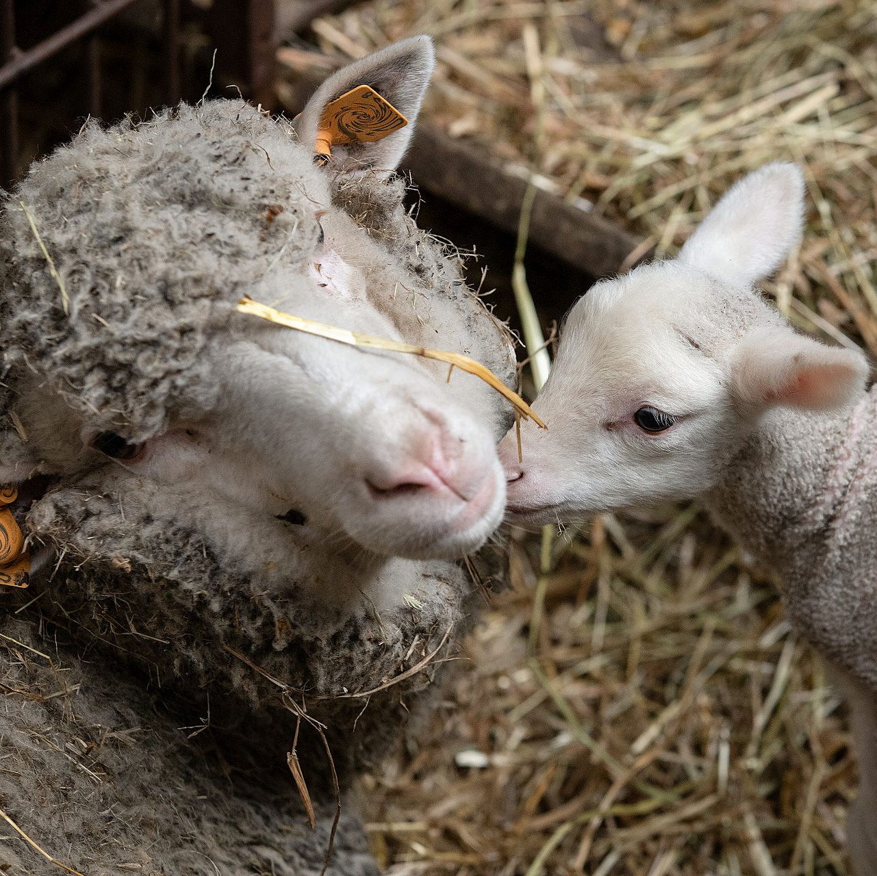 Sheep with lamb