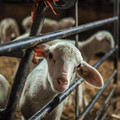 Lamb with ear tag