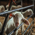 Lamb with ear tag