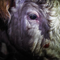 Cow with frightend eyes Cow with frightend eyes