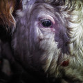 Cow with frightend eyes Cow with frightend eyes