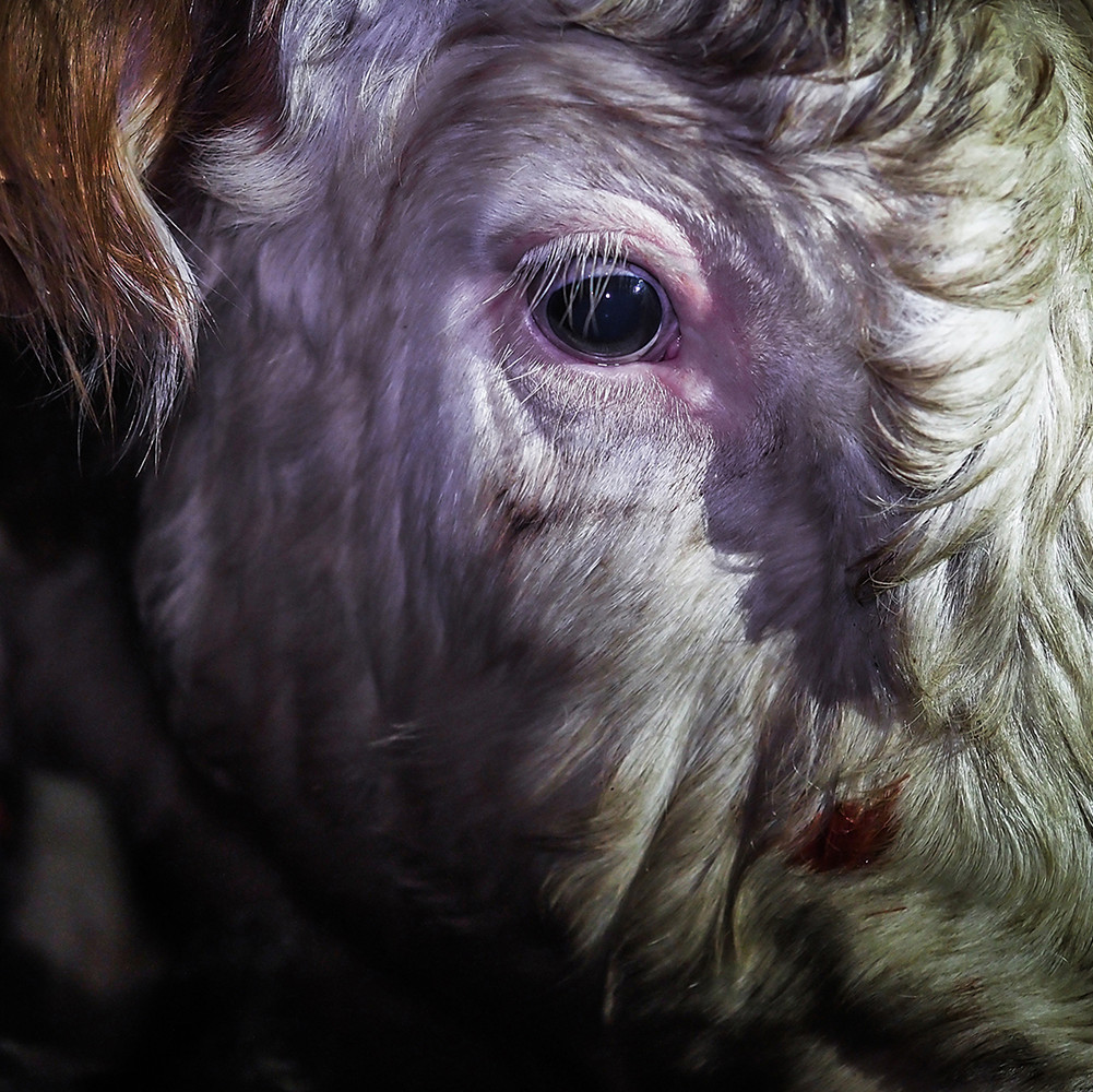 Cow with frightend eyes Cow with frightend eyes