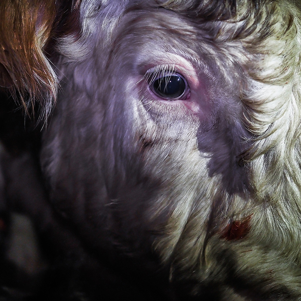 Cow with frightend eyes Cow with frightend eyes