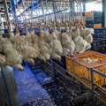Cruel Slaughter Methods Chicken in boxes