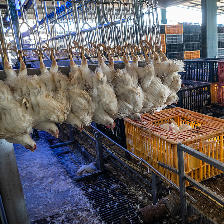 Cruel Slaughter Methods Chicken in boxes