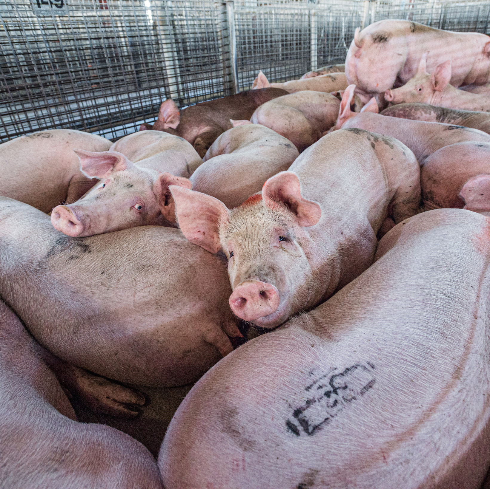 Pigs in intensive farming