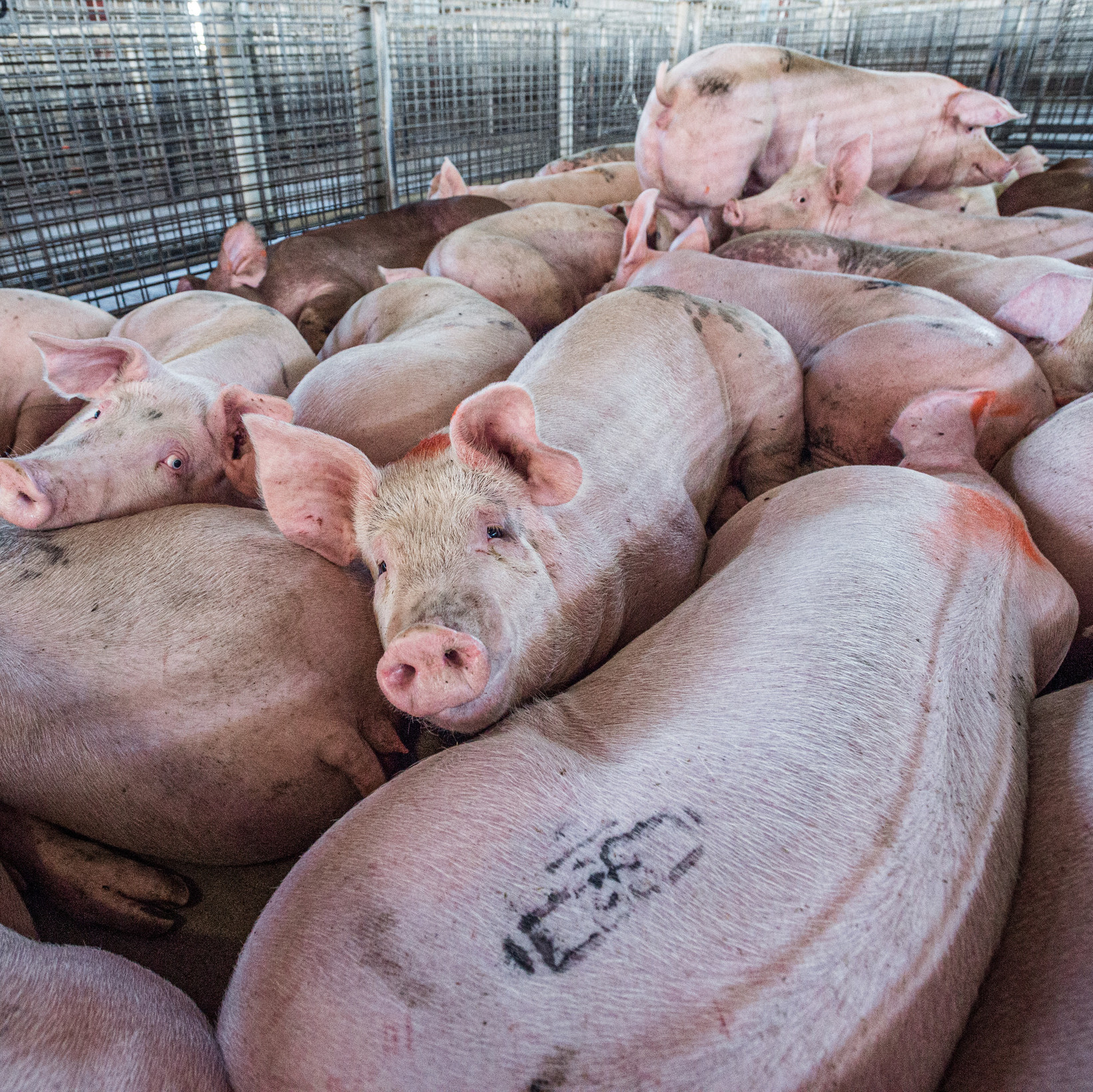 Pigs in intensive farming