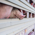 Pig's nose Pig's nose