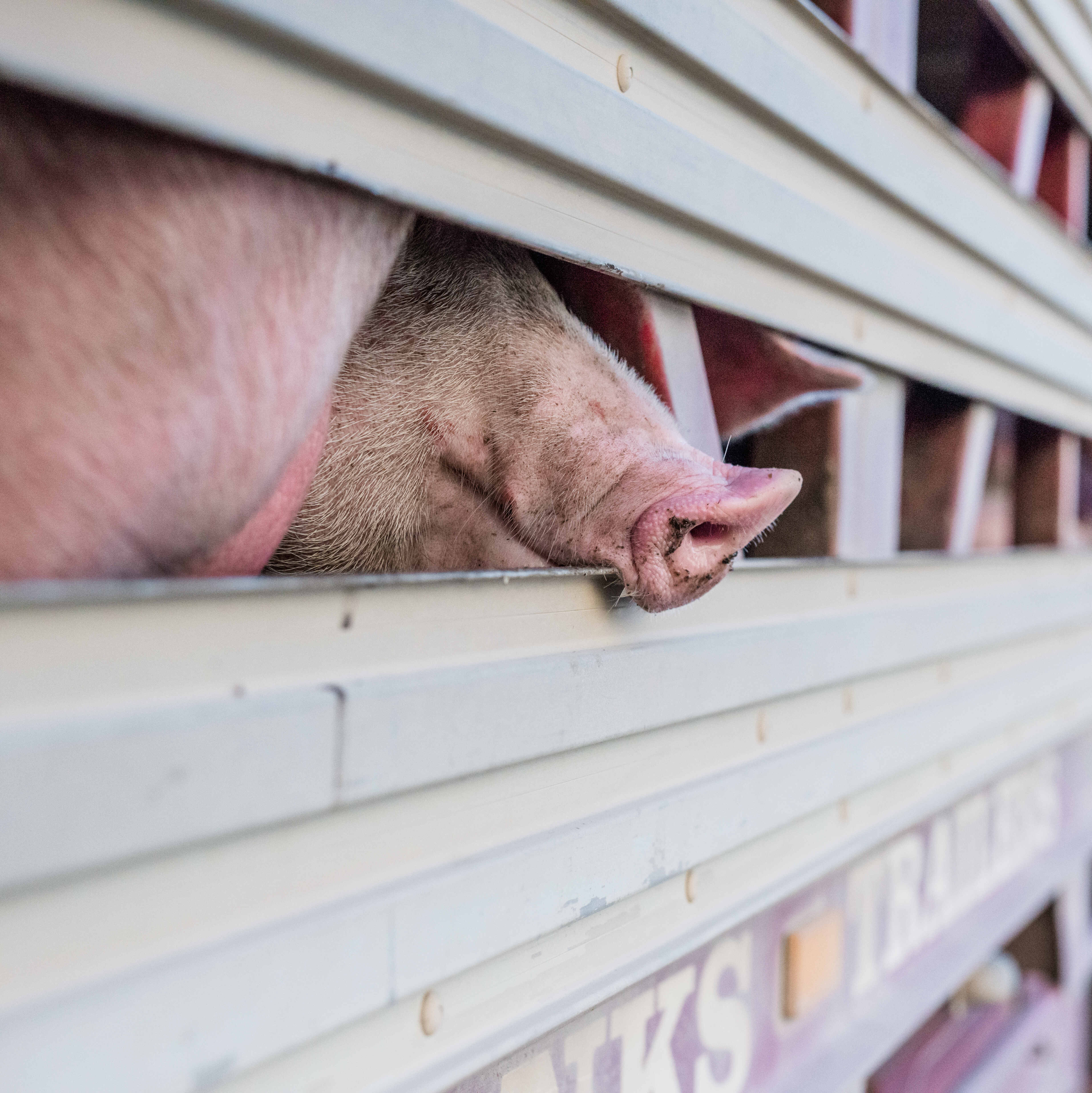 Pig's nose