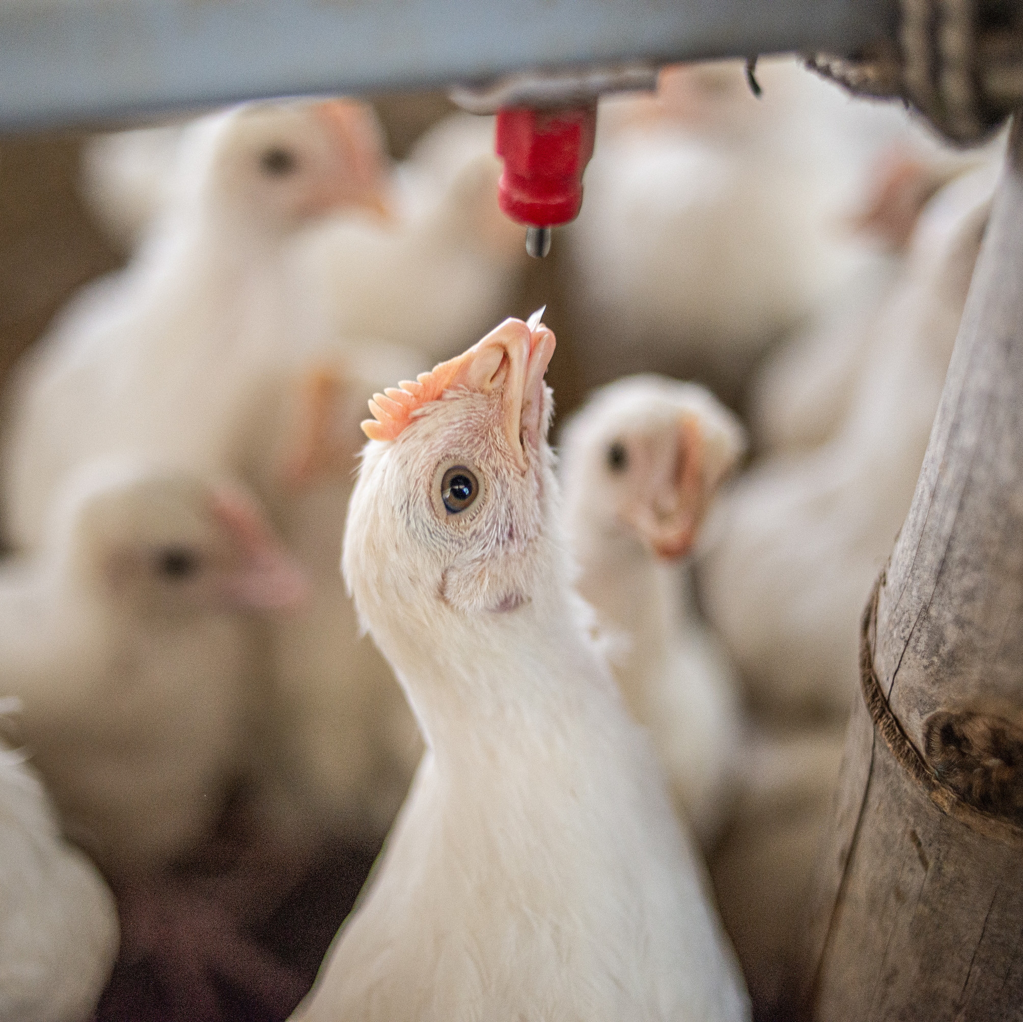 Chicken with trimmed beak