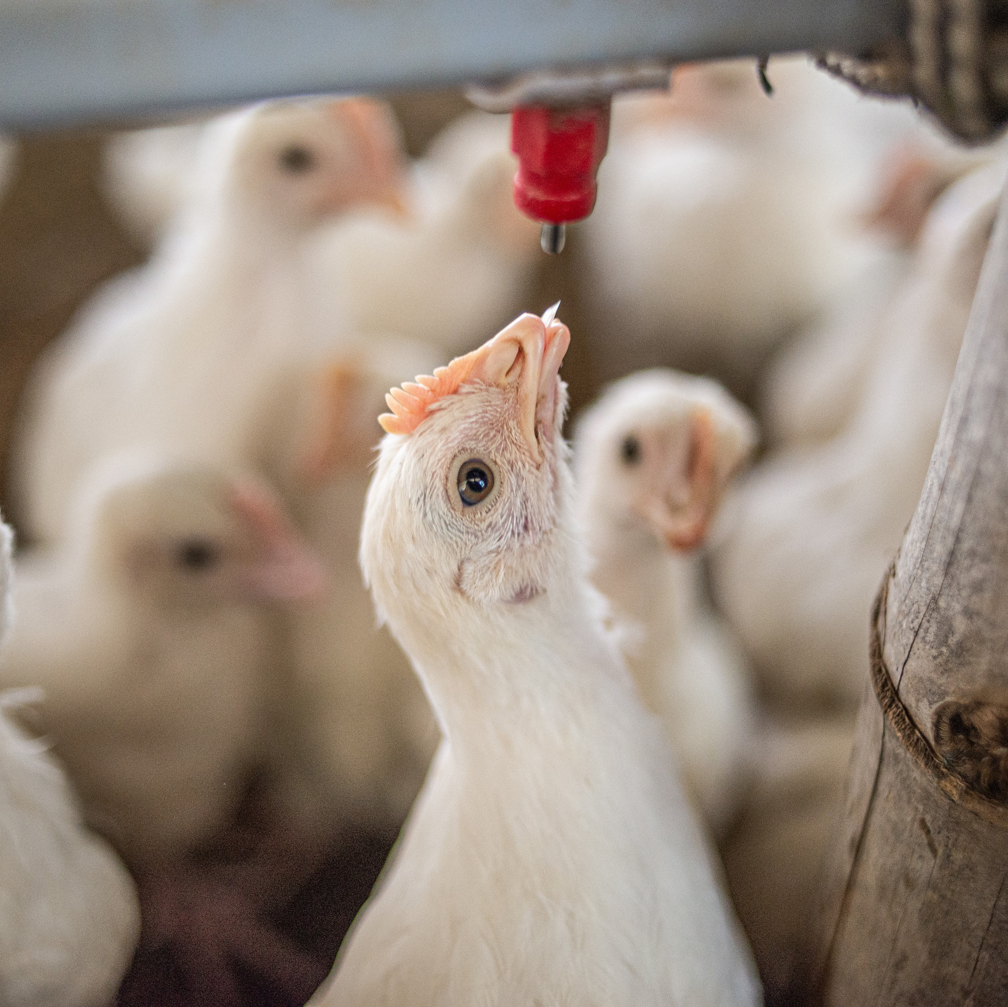 Chicken with trimmed beaks