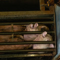Pigs crammed together in a tiny cage in factory farming Pigs crammed together in a tiny cage in factory farming