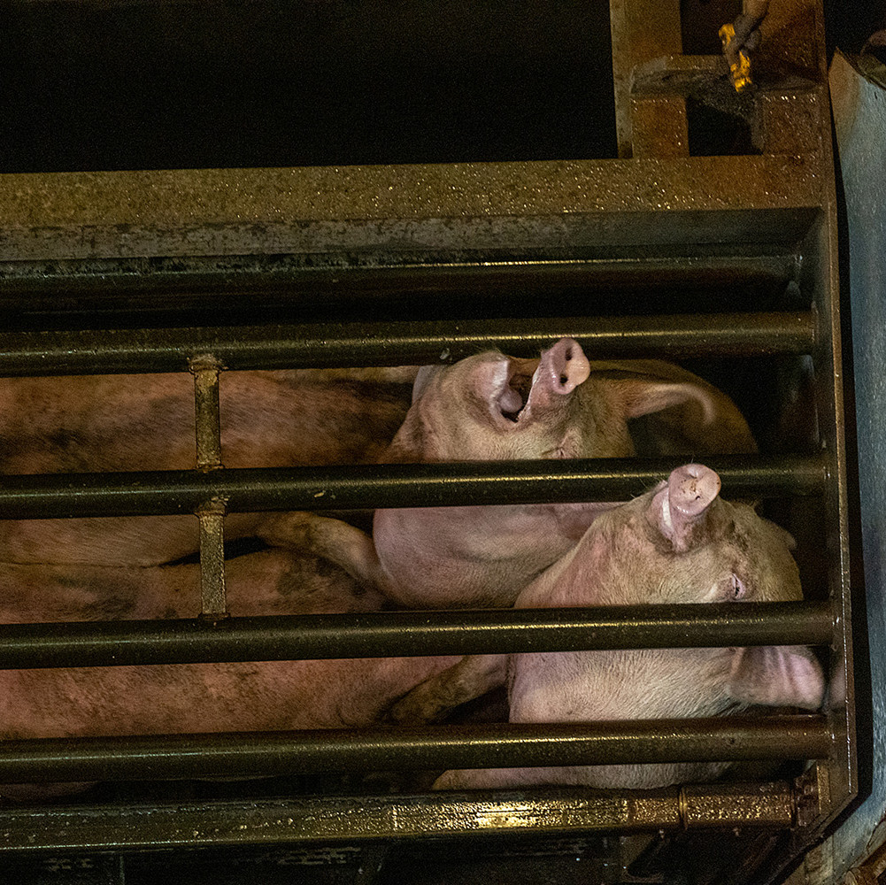Pigs crammed together in a tiny cage in factory farming Pigs crammed together in a tiny cage in factory farming