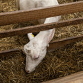 Dehorned goat Dehorned goat