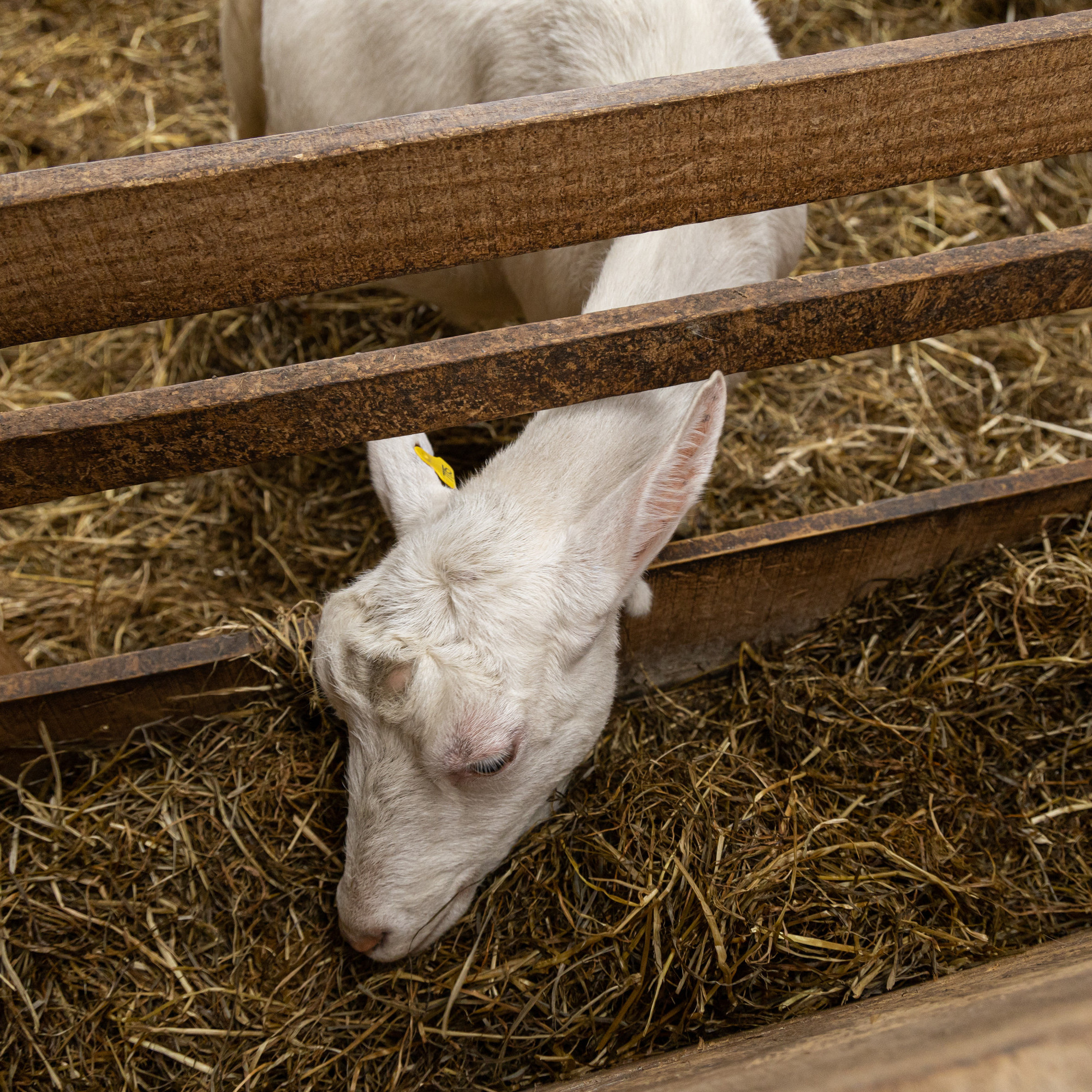 Dehorned goat