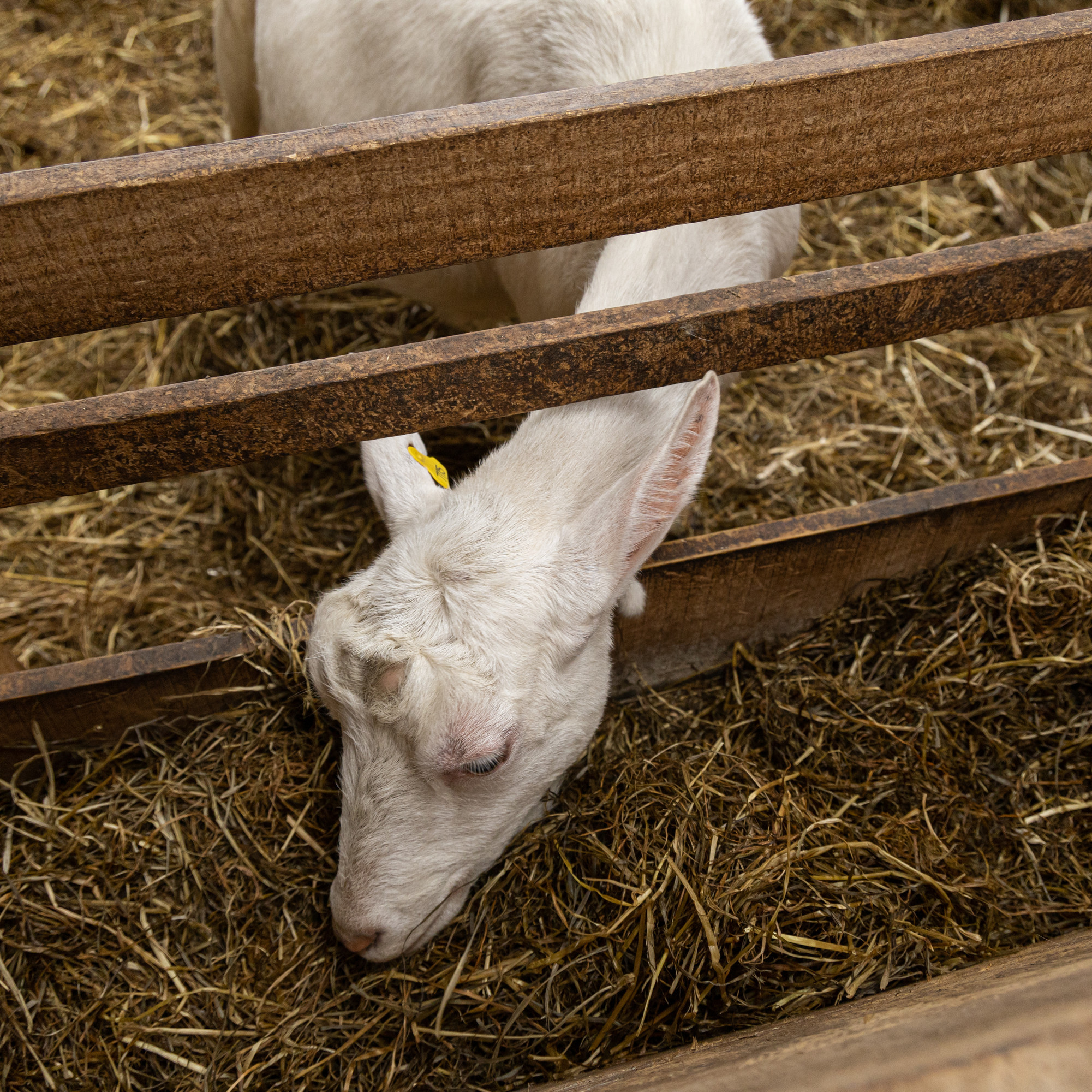 Dehorned goat