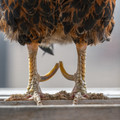 Chickens with amputed feet Chickens with amputed feet