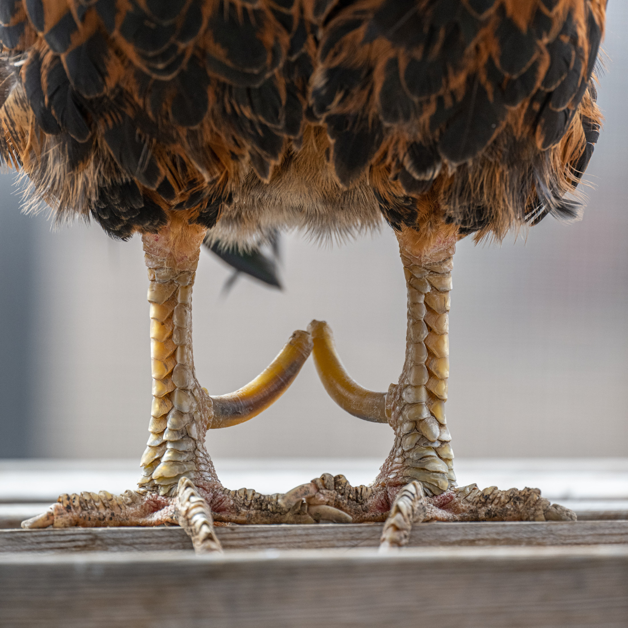 Chickens with amputed feet