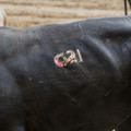 Branded cattle
