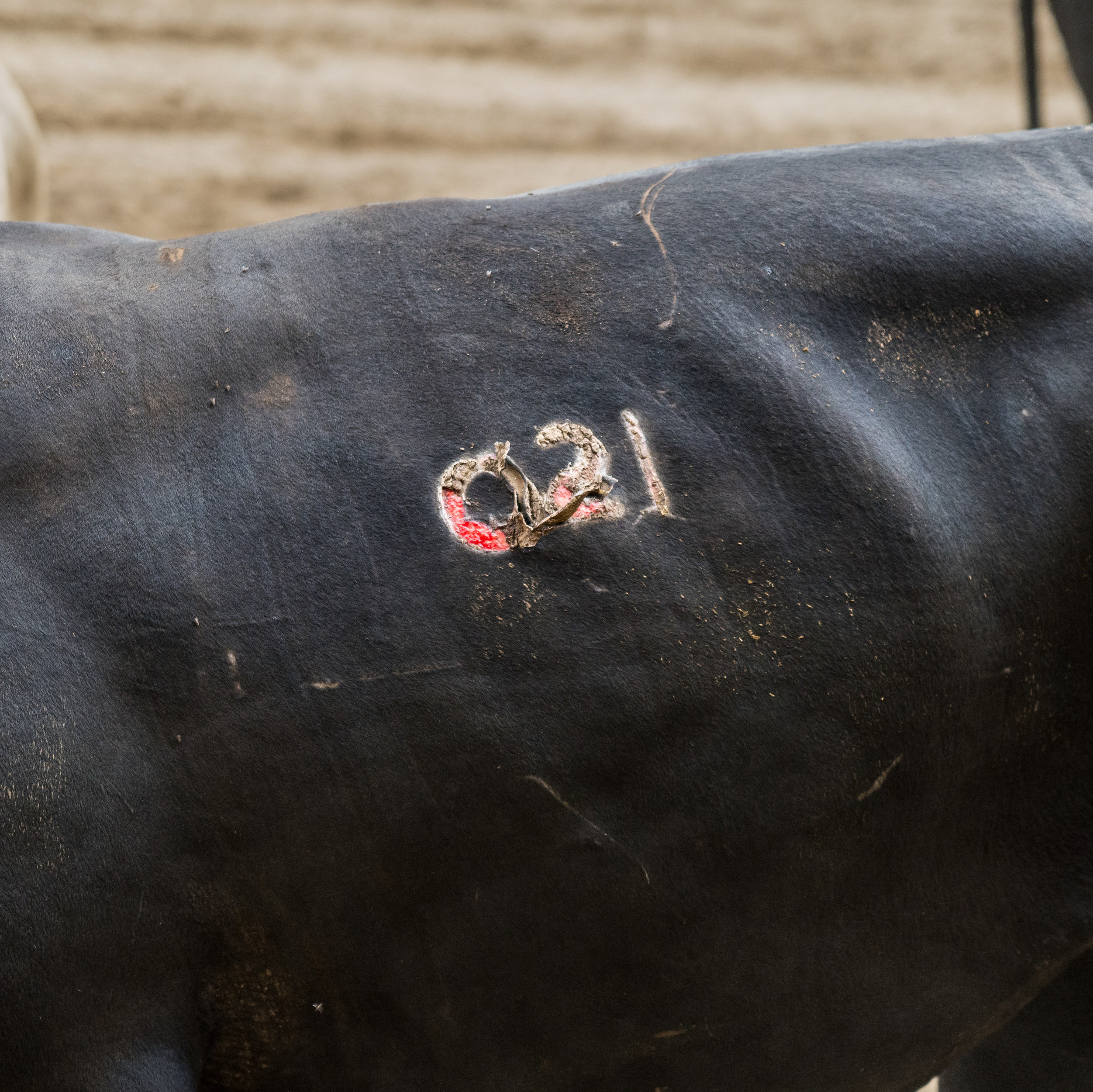 Branded cattle