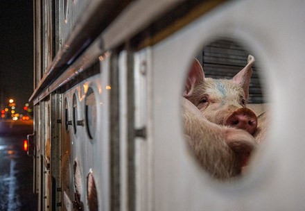 Pig in transport truck Pig in transport truck